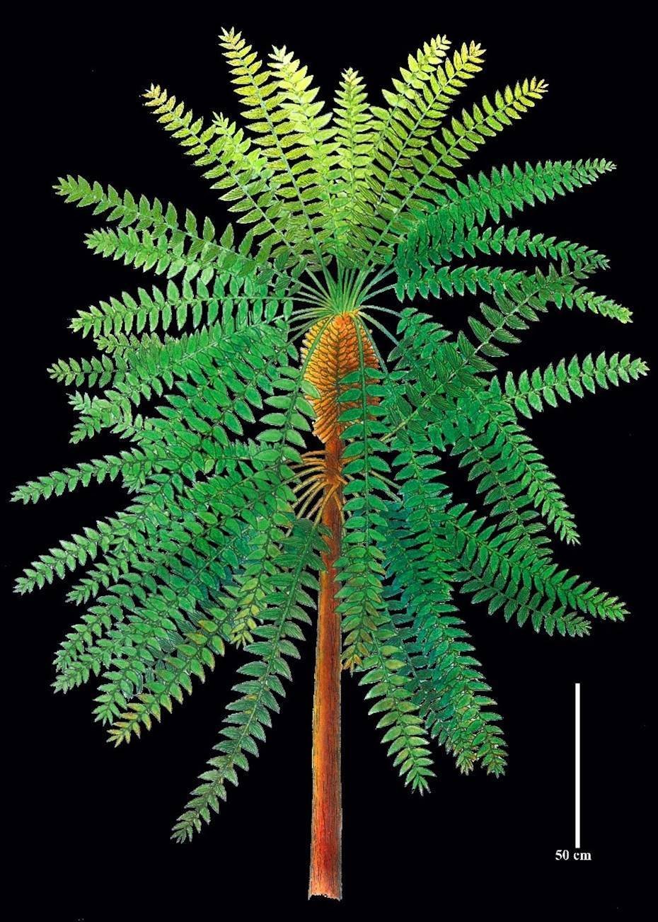 ‘Pompeii of prehistoric plants’ unlocks evolutionary secret – study