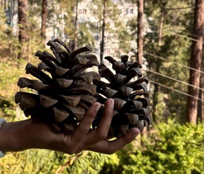 Researcher at Shoolini University  turns Himalayan Pinecones into Eco-Friendly, High-Carbon Alternative to Coal for Chemical Manufacturing